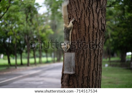 Squirrel in the park