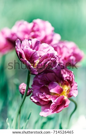 Beautiful Spring Tulips. Flower background. Nature Background. Close up. Copy space. 