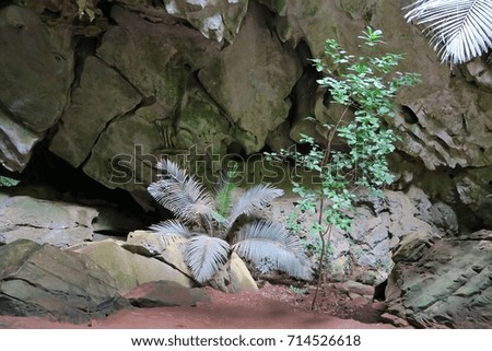 Huppatad Cave at Uthaithanee with Stones and Pinrata tree, 
Similar to the Jurassic world, Unseen Thailand.