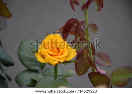  yellow rose,