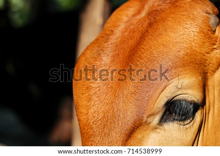 Cow's forehead