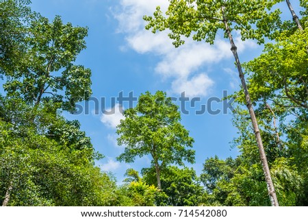treetop in the forrest