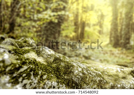 moss background of free space for your decoration and autumn forest   