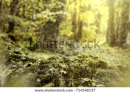 moss background of free space for your decoration and autumn forest   
