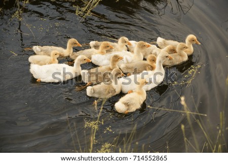Domestic baby ducks in the water