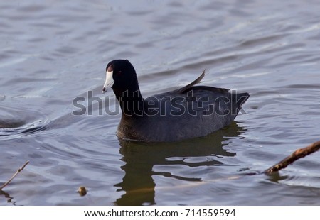 Beautiful photo of amazing american coot in the lake