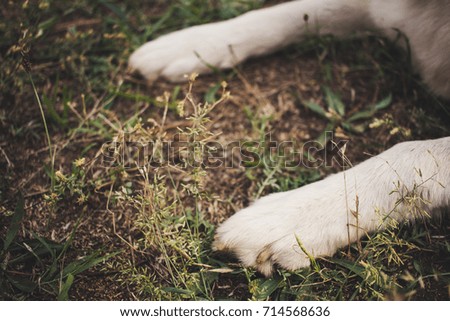 close up picture of dog legs in forest, cute photo of pet 