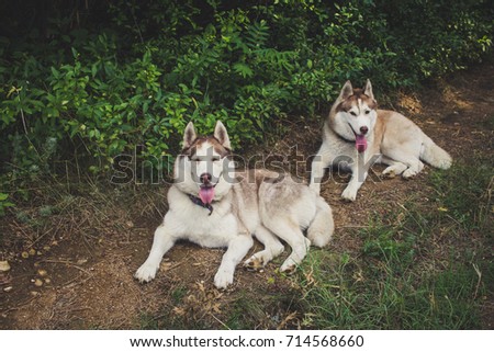 close up picture of dog legs in forest, cute photo of pet 