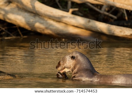 Brazilian Pantanal - Giant Otter