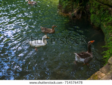 White and brown ducks and geese swimming in a pond. Turkey