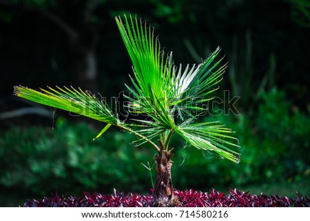 Exotic plant