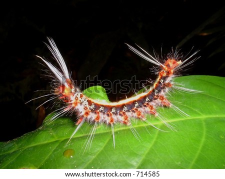 hairy and colourful caterpillar on green leaf, amazon, ecuador