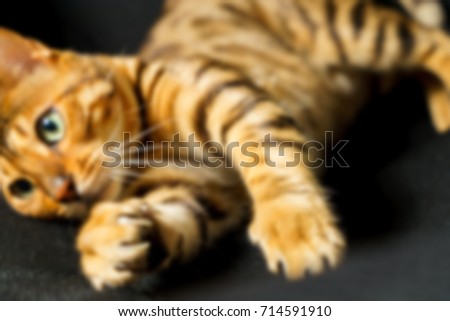 Bengal cat playing on the armchair blurred abstract background blurred abstract background