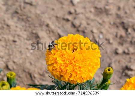the bee collects the nectar from the yellow argentum flower