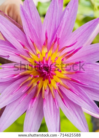 Lotus flower Purple pink with the morning light