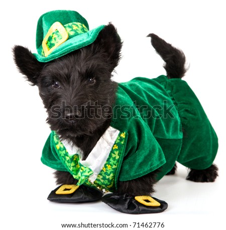 Scottish Terrier in Leprechaun outfit on white background