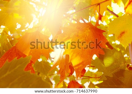 Abstract autumn leaves. Beautiful bright background.