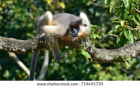 Golden Langurs, are delightful creatures to watch with their long tails and magnificent golden aura. This picture was taken in Sepahijala Wildlife Sanctuary, Tripura, India.