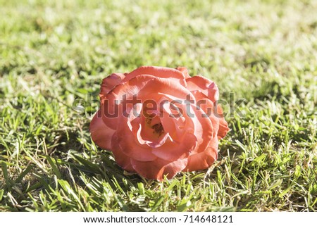 Rose red.on background of grass. Rose is beautiful and thorny, which is dangerous, Love is rose same same