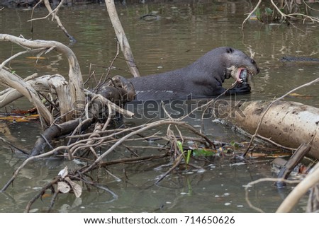 Brazilian Pantanal - Giant Otter