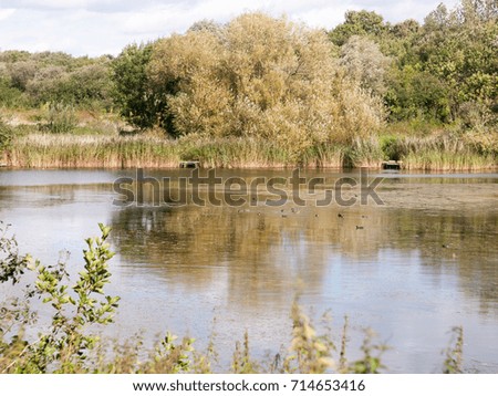 lake summer scene with ducks and tree reflections; England; UK