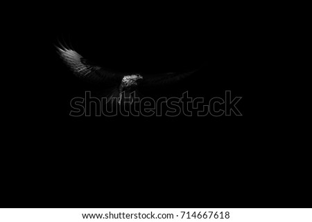 Black white bird art. Dark and bird portrait. Black Background. 