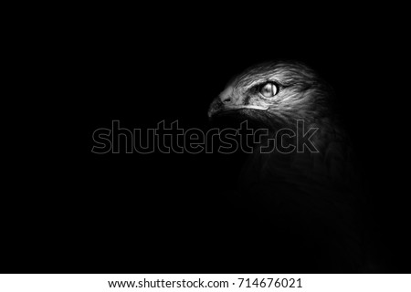 Black white bird photo. Dark background. Art in nature.