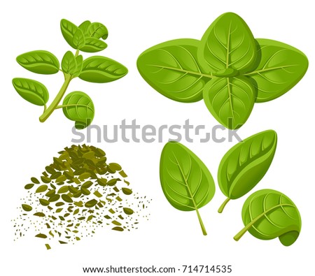 Oregano set vector drawing. Isolated Oregano plant with leaves. Herbal engraved style illustration. Detailed organic product sketch. Cooking spicy ingredient Web site page and mobile app design vector Royalty-Free Stock Photo #714714535