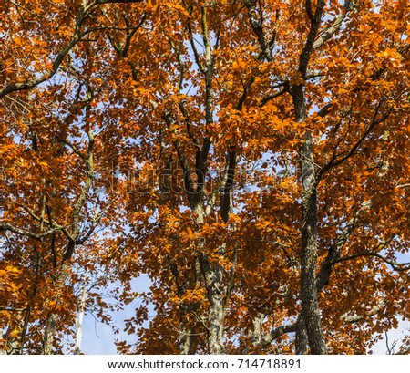 Detail image of branches and colorful leaves of a tree in autumn.