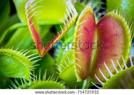 Venus flytrap, dionaea muscipula with open traps. Closeup.