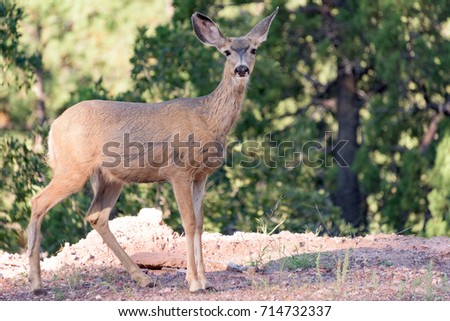 An eastern Arizona wild mule deer (Odocoileus hemionus)