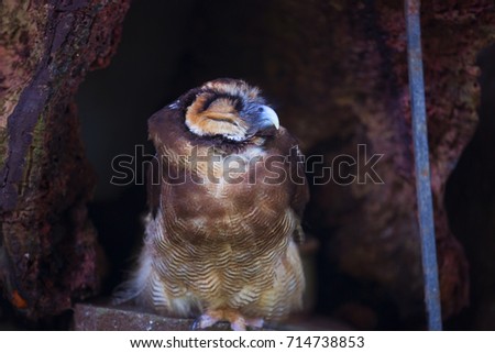 brown large owl sleeping 