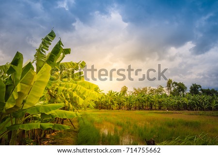 Mixed farming by planting banana trees in rice fields is agricultural system in which a farmer conducts different agricultural practice together two or more of plants simultaneously in the same field. Royalty-Free Stock Photo #714755662