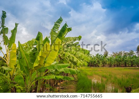 Mixed farming by planting banana trees in rice fields is agricultural system in which a farmer conducts different agricultural practice together two or more of plants simultaneously in the same field. Royalty-Free Stock Photo #714755665