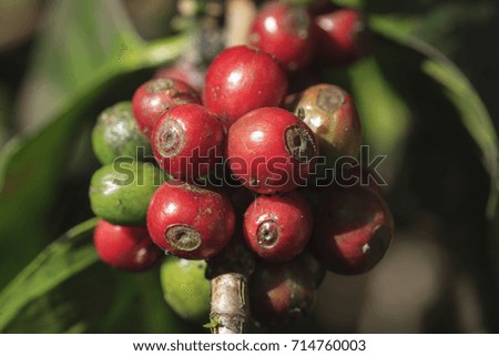 Coffee beans from the tree.