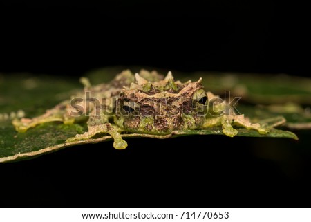 Close-up of Mossy Tree Frog from Sabah, Borneo