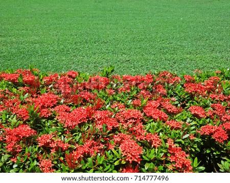 Red Ixora in outdoor green meadow