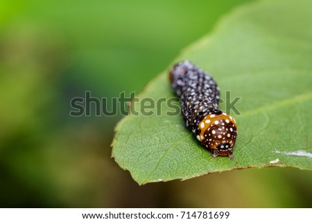 Image of brown caterpillar on green leaves. Insect. Animal.