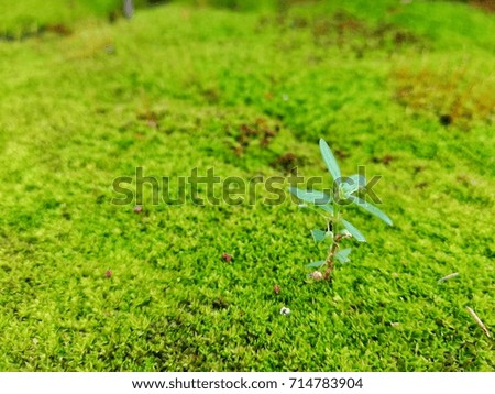 Green Grass on the Green Moss, Small Natural World, Zen Garden Japanese Style, Nature Image Background with Copy Space