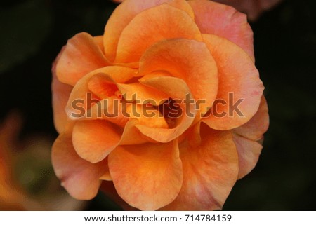 Yellow/orange rose
