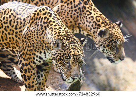 Closed up tigers (Jaguar),selective focus at one jaguar