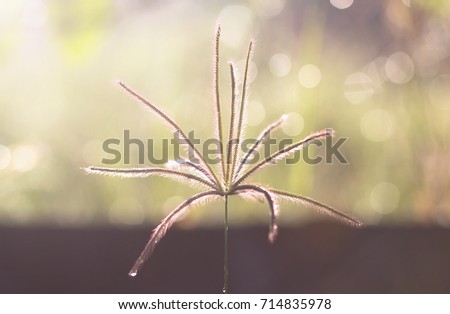Bokeh and grass flower background