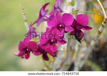 Purple orchid, Violet orchids. Orchid in nature.