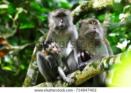 A family of Long-tailed macaque (Macaca fascicularis), wild monkeys, sitting on big branch in Asian tropical rainforest at Taman Negara national park, Pahang, Malaysia. Wild animal in natural habitat. Royalty-Free Stock Photo #714847402
