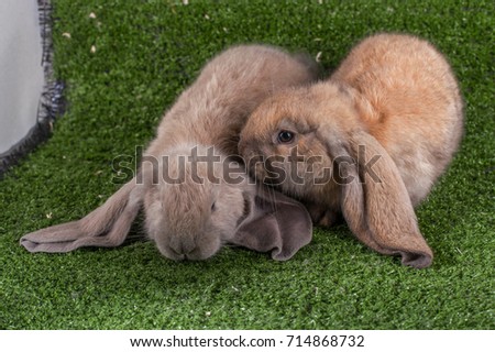 English Lop rabbit on green grass.  Long-eared rabbit English Lop. rabbit English Lop