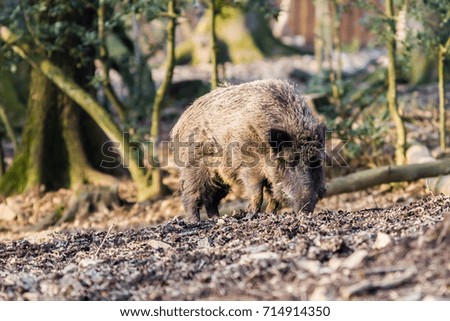 Wild Boar (sus scrofa scrofa) searching for food