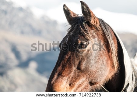 close up  horse with mountain in background  