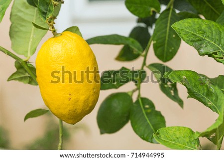 Close up of Green Lemons hanging on tree in a lemon grove