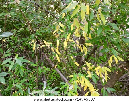 Close up detailed photo full of bright colored leaves changing colors with branches in the background