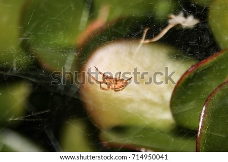 An Uloborid Spider in Brisbane, Australia. 